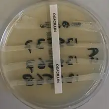 MRSA resistance to oxacillin being tested. The top S. aureus isolate is a control that is not resistant to oxacillin; the other three isolates are MRSA-positive.