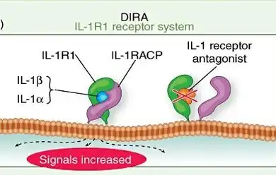 Pathogenesis deficiency of the interleukin (IL)-1 receptor antagonist