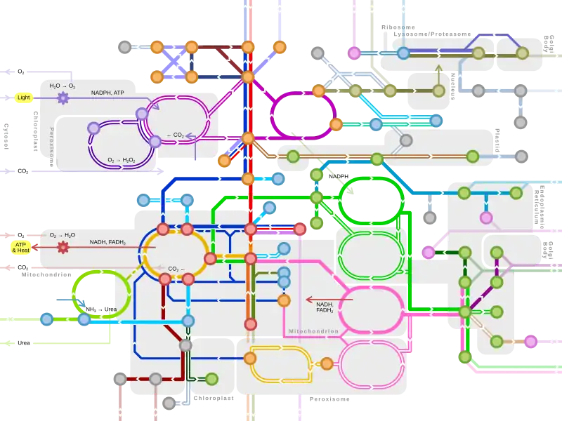 Metro-style map of major metabolic pathways