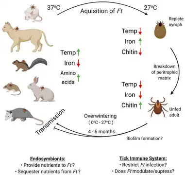 (Possible) factors affecting F. tularensis infection, persistence, and transmission in ticks