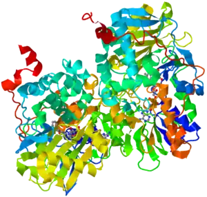 Ribbon diagram of human monoamine oxidase B