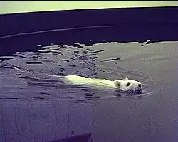 A rat undergoing a Morris water navigation test