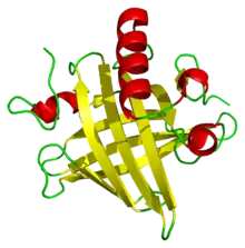 A ribbon diagram of a mouse major urinary protein, containing eight beta sheets and four alpha helices.