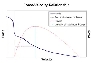 Force–velocity relationship of muscle contraction