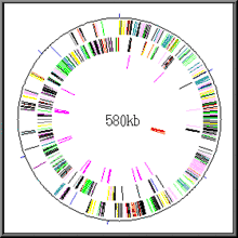 Gene map of "Mycoplasma genitalium". Circularly arranged coloured bands are the genes (525 in number) in their position in the DNA. The genome has 580,070 base pairs (580 kb).