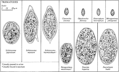 Different species of trematodes