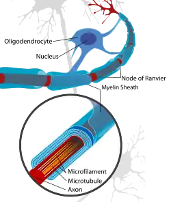 A neuron of the CNS, myelinated by an oligodendrocyte