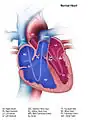 Illustration from the Centers for Disease Control and Prevention of a normal heart.