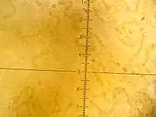 "Nostoc flagelliforme" under a microscope