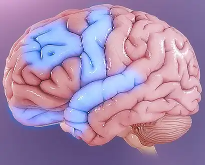 Some parts of the brain showing abnormal activity in OCD