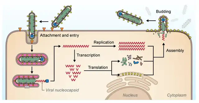 Replication cycle of filoviruses at and inside host cell