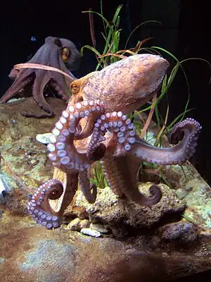 octopus.