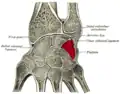 Cross section of wrist (thumb on left). Triquetral shown in red.