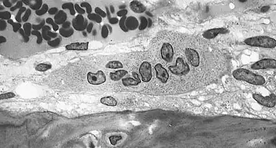 Light micrograph of an osteoclast displaying typical distinguishing characteristics: a large cell with multiple nuclei and a "foamy" cytosol.