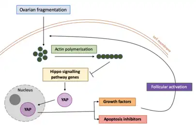 Ovarian fragmentation and hippo signalling pathway