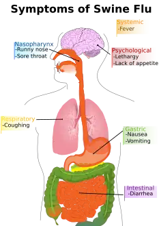 Main symptoms of swine flu in humans