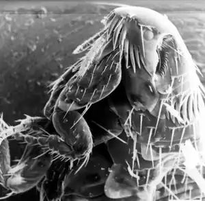Common flea can carry Rickettsia felis bacteria