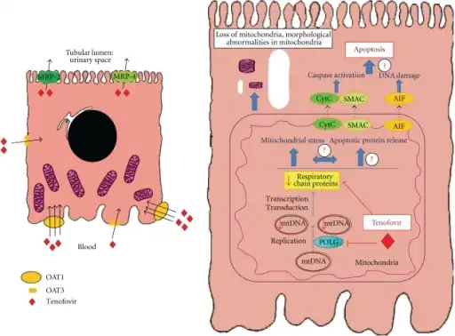 Tenofovir handling by proximal tubular cells and potential molecular mechanisms and clinical consequences of tenofovir nephrotoxicity