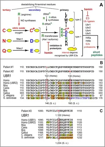 a-c)Arg/N-end rule pathway and missense mutations in human UBR1 that underlie specific cases of  Johanson-Blizzard syndrome