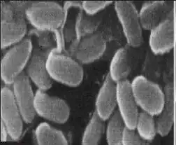 SEM micrographs of the Bacillus cereus cells