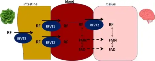In terms of inborn errors of riboflavin transport  three riboflavin transporters have been identified RFVT1 mostly expressed in small intestine, RFVT 2 mostly expressed in  brain and RFVT 3 mostly expressed in small intestine