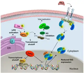 Alphavirus Infection- Host cell shut-off,as well as inhibition of immune response