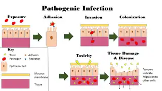 Image depicts the steps of pathogenic infection.