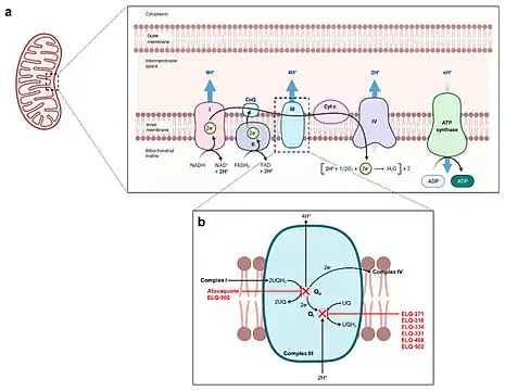 (Proposed) mechanism of action of atovaquone and endochin-like quinolones in Babesia mitochondrion