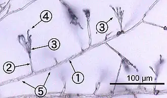 Monochrome micrograph showing Penicillium hyphae as long, transparent, tube-like structures a few micrometres across. Conidiophores branch out laterally from the hyphae, terminating in bundles of phialides on which spherical condidiophores are arranged like beads on a string. Septa are faintly visible as dark lines crossing the hyphae.