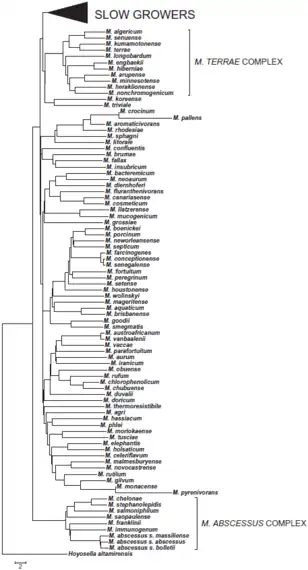 Phylogenetic tree of rapidly-growing members of the Mycobacterium genus, alongside the M. terrae complex.