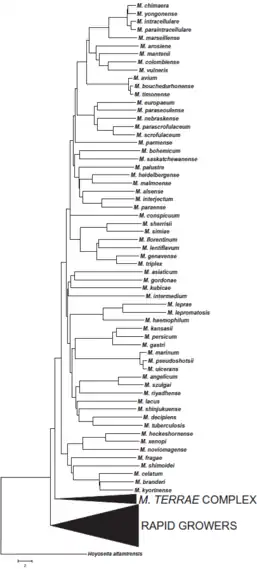 Phylogenetic tree of slowly-growing members of the Mycobacterium genus
