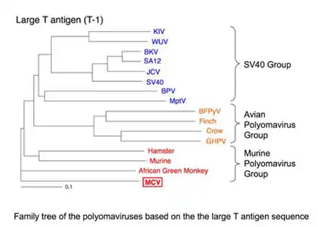 Family tree of the polyomaviruses, based on large T antigen sequence