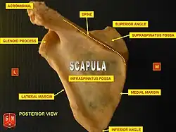 The human scapula