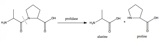 Prolidase-catalysed cleavage of a dipeptide to yield proline and, in this case, alanine.