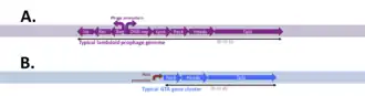 Schematic diagrams of typical prophage and GTA gene clusters.