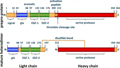 A tube diagram representing the linear amino acid sequence of the preproprotein C (461 amino acids long) and mature heterodimer (light + heavy chains) highlighting the locations of the signal (1-32), gla (43-88), EGF-1 (97-132), EGF-2 (136-176), activation peptide (200-211), and serine protease (212-450) domains.  The light (43-197) and heavy (212-461) chains of the heterodimer are joined by a line representing a disulfide bond between cysteine residues 183 and 319.