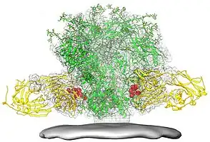 A diagram of the HIV spike protein (green), with the fusion peptide epitope highlighted in red, and a broadly neutralizing antibody (yellow) binding to the fusion peptide