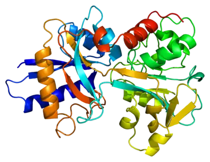 Protein TF (from TF gene)
