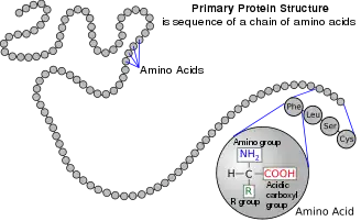A protein depicted as a long unbranched string of linked circles each representing amino acids