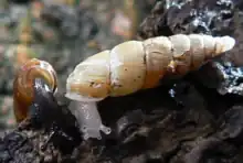Normal (left) and albinistic (right) forms of the land snail Pseudofusulus varians, note that in the albino both the body and the shell are lacking the normal pigmentation.