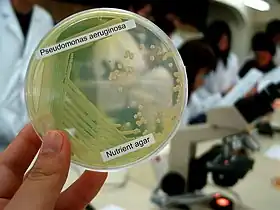 Pseudomonas aeruginosa in petri dish.