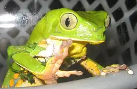 Tree frog, Caetité, Bahia, Brazil