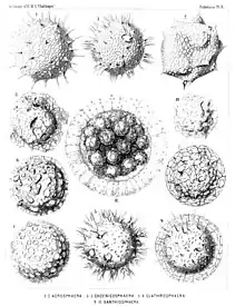Collosphærida as illustrated by Adolf Giltsch in Haeckel's Report on the "Radiolaria collected by H.M.S. Challenger during the years 1873-1876"