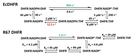 Reaction Kinetics comparison between E. coli DHFR (EcDHFR) and R67 DHFR