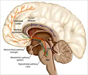 An image of the human brain. The reinforcing effects of drugs of abuse, such as nicotine, is associated with its ability to excite the mesolimbic and dopaminergic systems. How do e-cigarettes affect the brain? The nicotine in e-liquids readily absorbs into the bloodstream when a person uses an e-cigarette. Upon entering the blood, nicotine stimulates the adrenal glands to release the hormone epinephrine (adrenaline). Epinephrine stimulates the central nervous system and increases blood pressure, breathing, and heart rate. As with most addictive substances, nicotine increases levels of a chemical messenger in the brain called dopamine, which affects parts of the brain that control reward (pleasure from natural behaviors such as eating). These feelings motivate some people to use nicotine again and again, despite possible risks to their health and well-being.