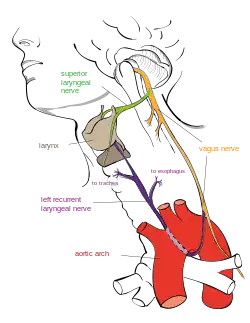 A diagram showing the recurrent laryngeal nerve