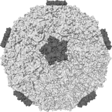 Isosurface of a human rhinovirus showing protein spikes