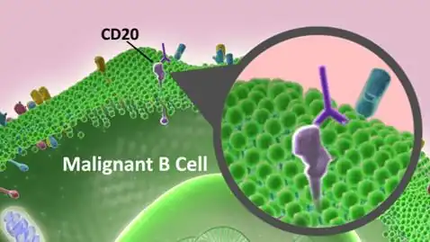 Rituximab binding to CD20. The CD20 proteins are sticking out of the cell membrane, and rituximab, the Y-shaped antibody, is binding to the CD20 proteins.