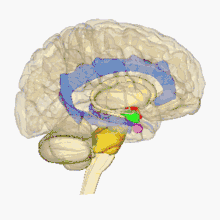 rotating human brain with various parts highlighted in different colors