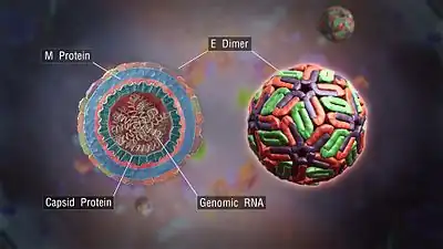 a 3d medical animation still shot of a dengue virus with cross-section showing structural components